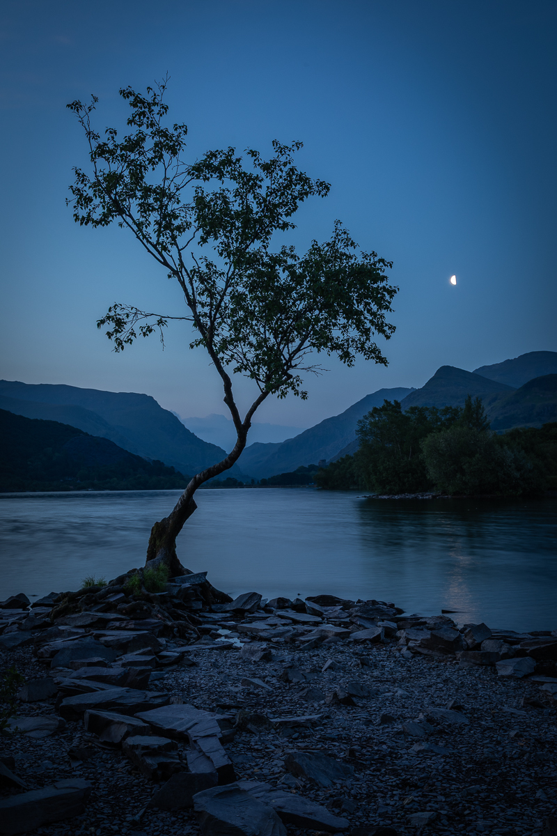 THE LONE TREE LLYN PADARN LLANBERIS